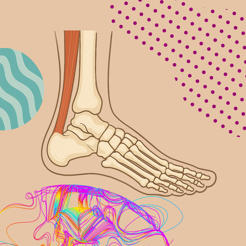 Foot Function and Biomechanics